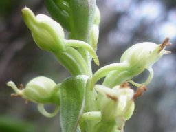 Satyrium ligulatum floral features